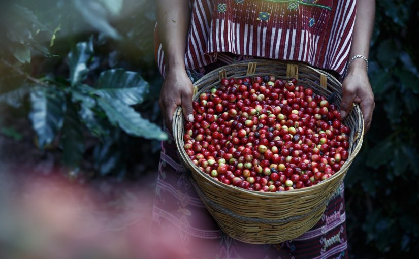 kawa w ziarnach arabica