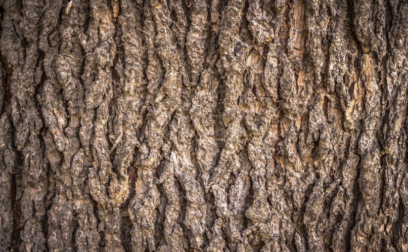 Prześliczny oraz {czysty zieleniec to nie lada wyzwanie, w szczególności jak jego pielęgnacją zajmujemy się sami.