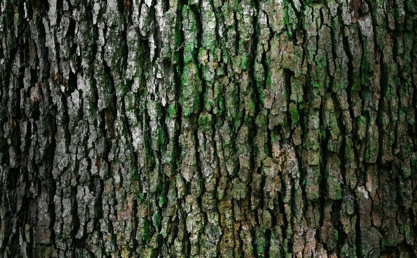 Prześliczny oraz {schludny ogród to nie lada wyzwanie, przede wszystkim jak jego konserwacją zajmujemy się sami.